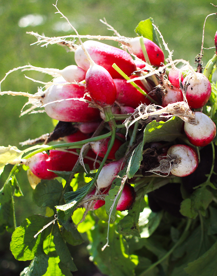 Conseil DirectPotager