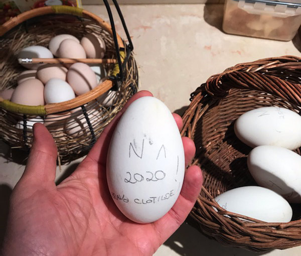 Réglementation & Conseils pour vendre ses œufs - LE BLOG