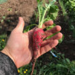 Récolte potager