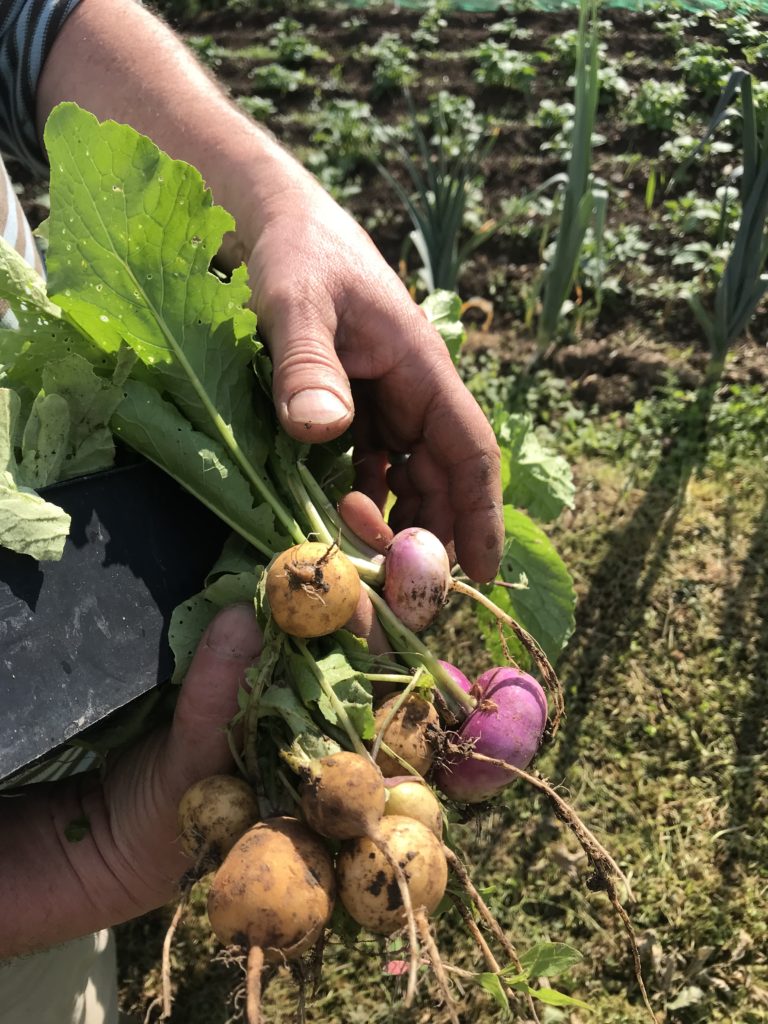 Une bonne récolte avec les petits producteurs