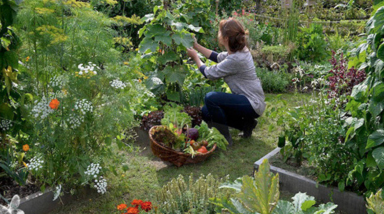 Jardin potager direct producteur