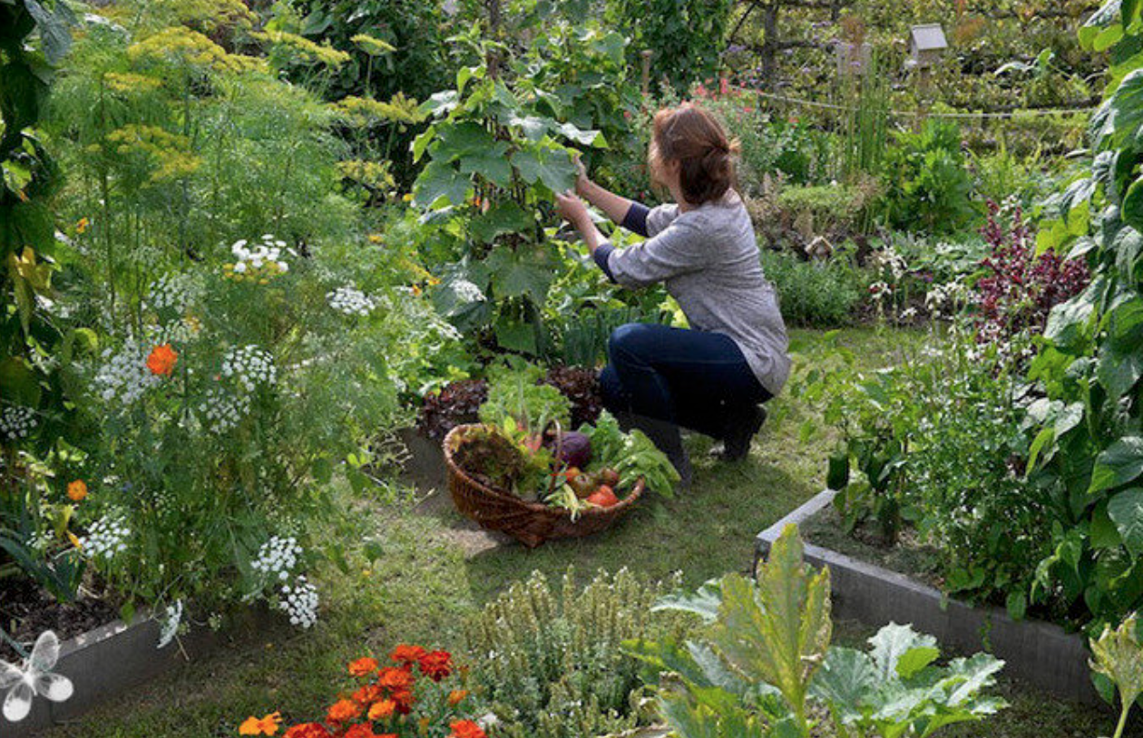 Jardin potager direct producteur