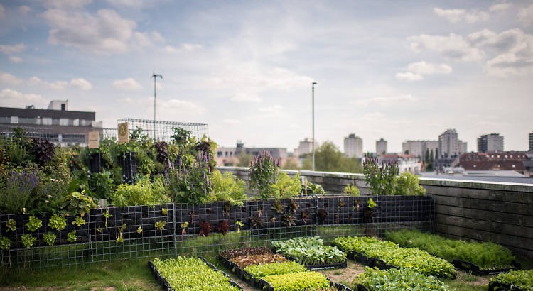 jardin-potager-ile-de-france