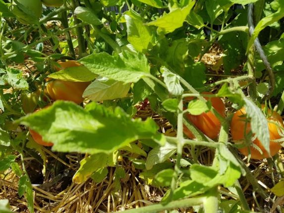 Plants de tomate