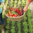 paniers de légumes