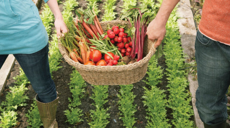 paniers de légumes anti gaspi