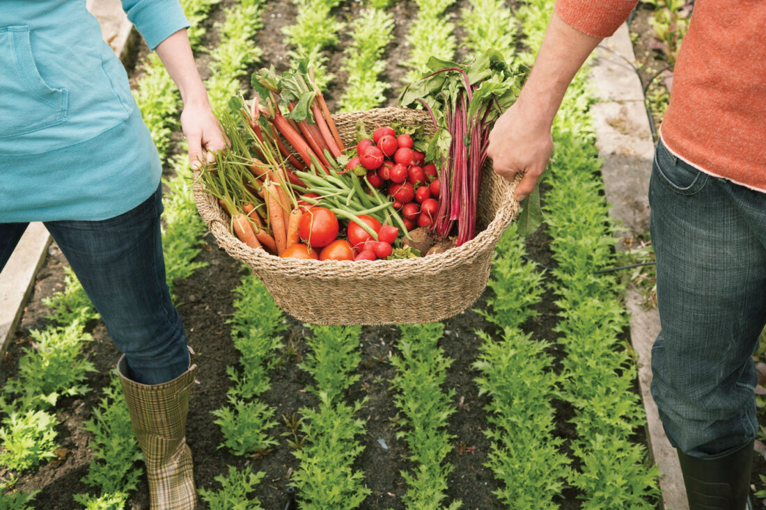 paniers de légumes anti gaspi