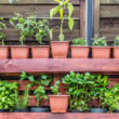 Quels légumes et fruits cultiver sur son balcon ou sa terrasse ?