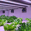 Les lampes horticoles LET et Sodium
