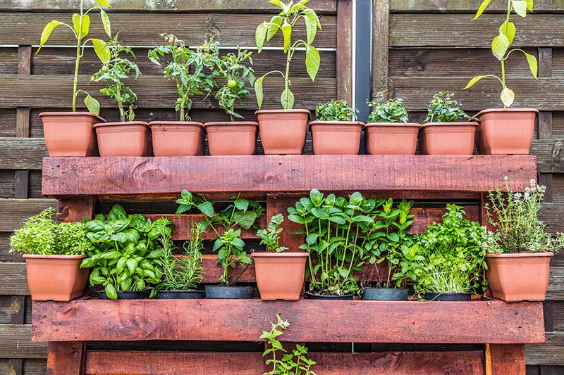 Quels légumes et fruits cultiver sur son balcon ou sa terrasse ?