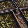 Mars : semis et plantation