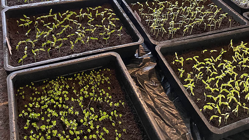 Mars : semis et plantation