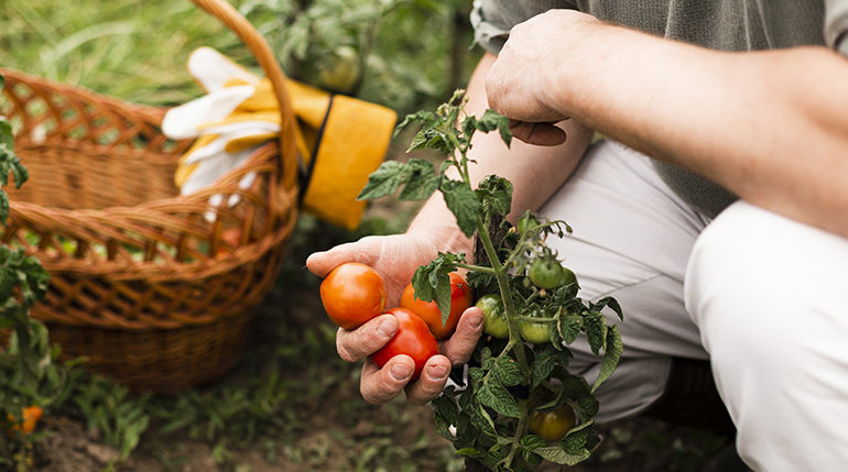 paniers légumes