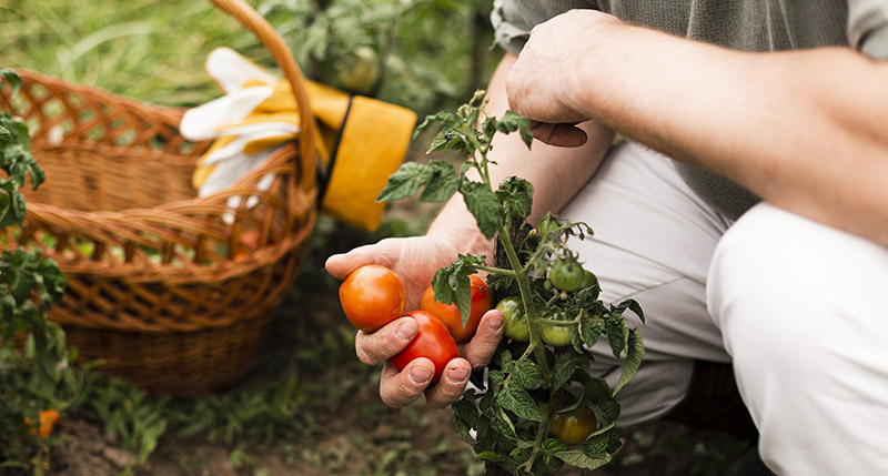 paniers légumes