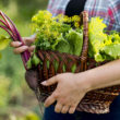 Paniers de légumes