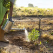 survivre à la sécheresse dans votre potager