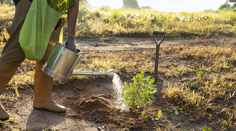 survivre à la sécheresse dans votre potager