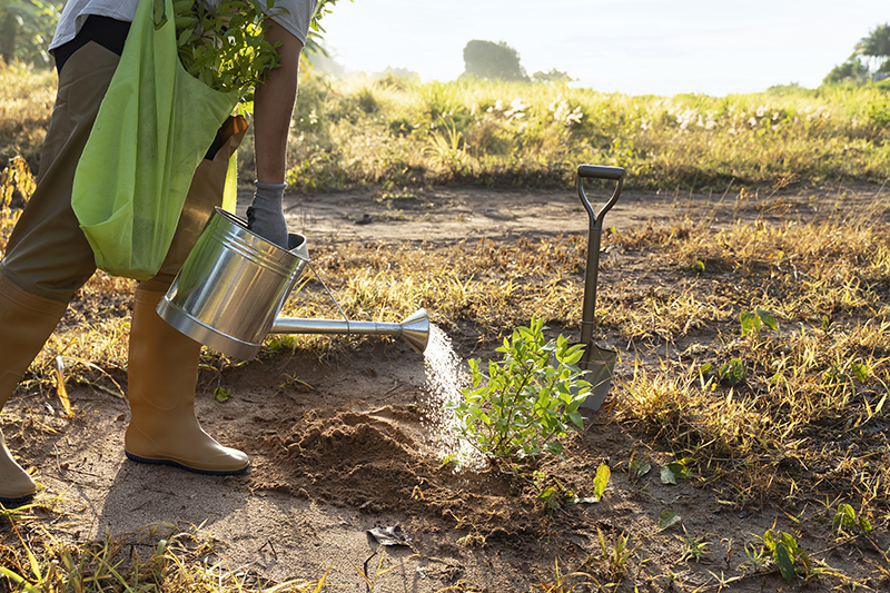 survivre à la sécheresse dans votre potager