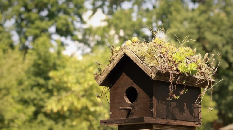 Conseils pour Installer des Mangeoires en Extérieur