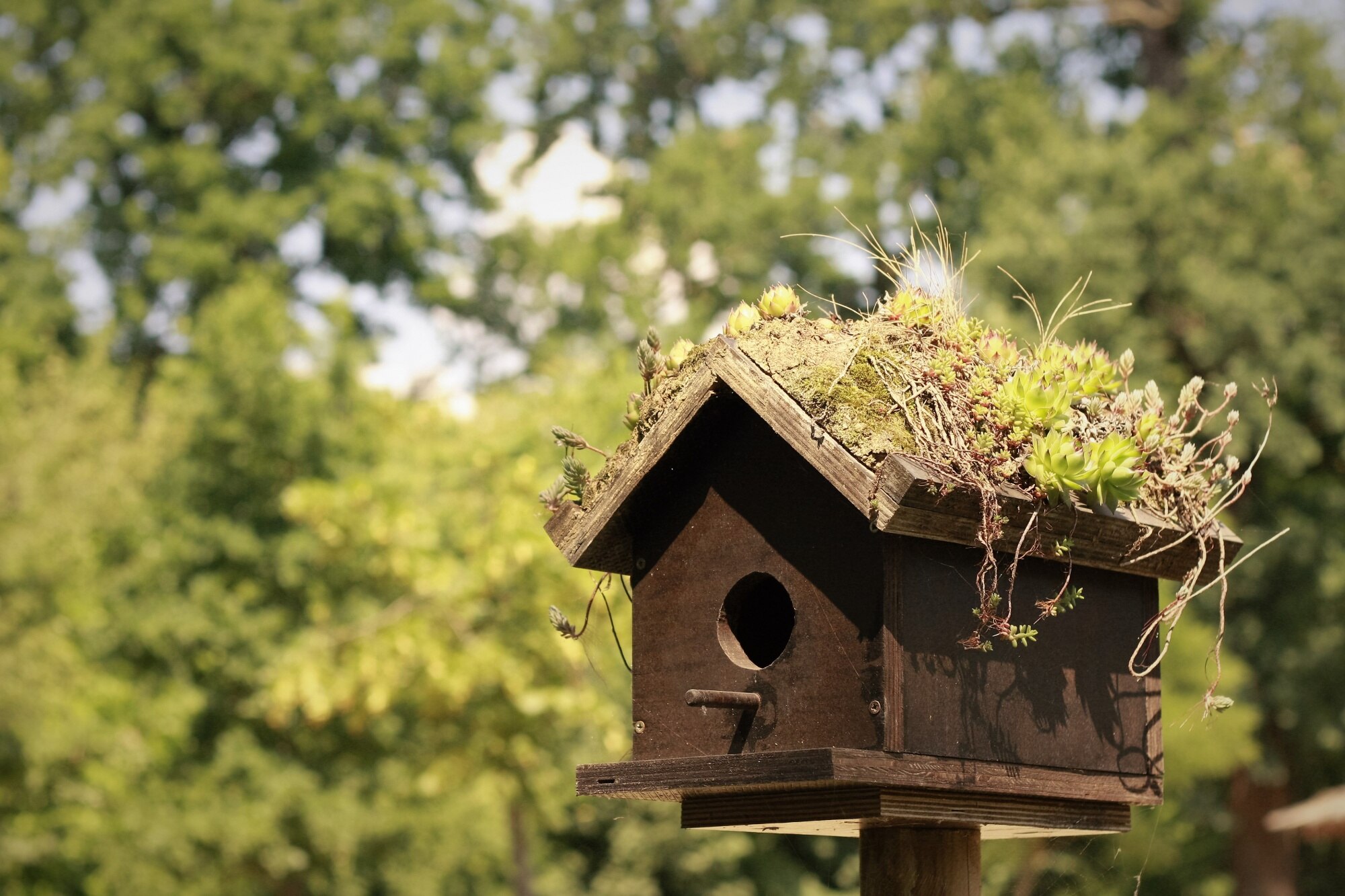 Conseils pour Installer des Mangeoires en Extérieur