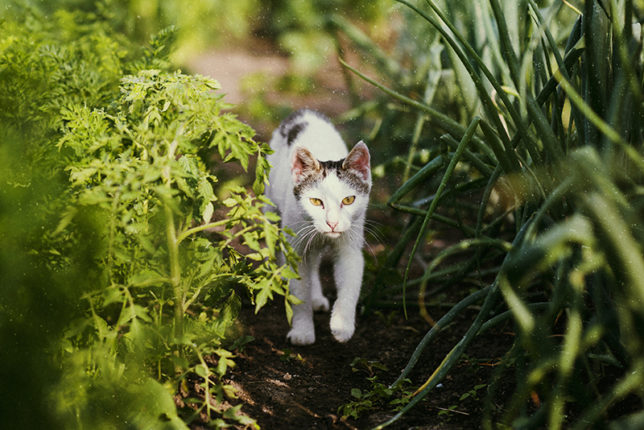 chat potager