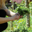 Association de plantes pour les tomates