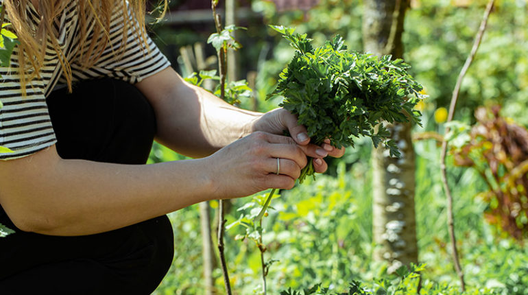 Association de plantes pour les tomates