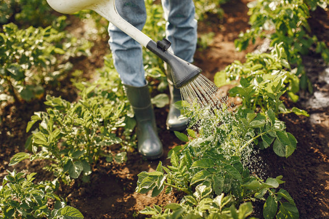À quelle fréquence dois-je arroser mon potager ?