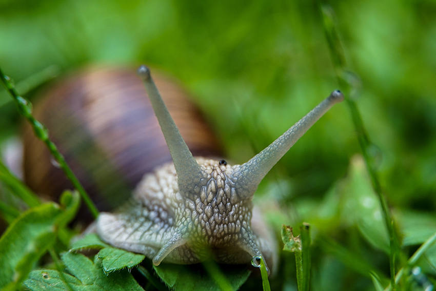 Les escargots et les limaces