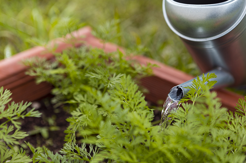 Comment gérer l'irrigation de mon potager en période de sécheresse ?
