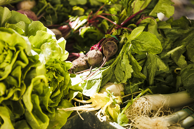 meilleurs legumes printemps potager