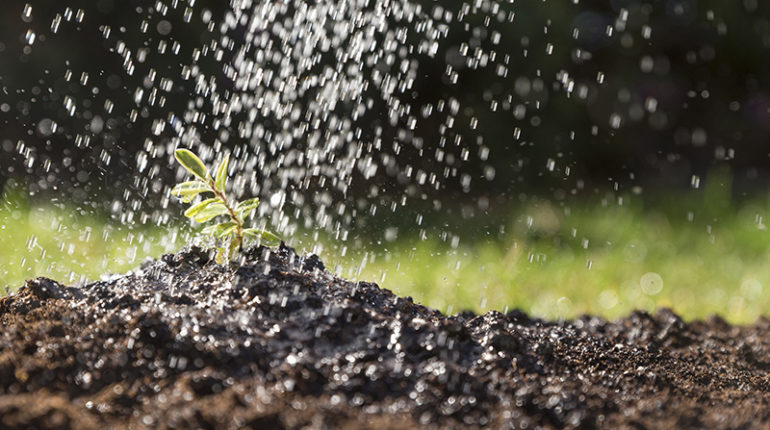 Comment optimiser la rétention d'eau dans le sol de mon potager ?