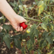 tomates potager
