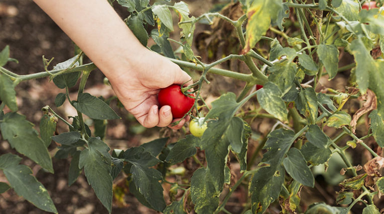 tomates potager
