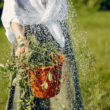 Arrosage Goutte-à-Goutte Automatique pour Potager
