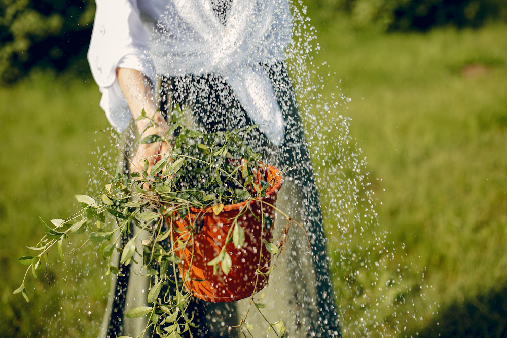 Arrosage Goutte-à-Goutte Automatique pour Potager : Installation, Schémas et Kits avec Programmateur