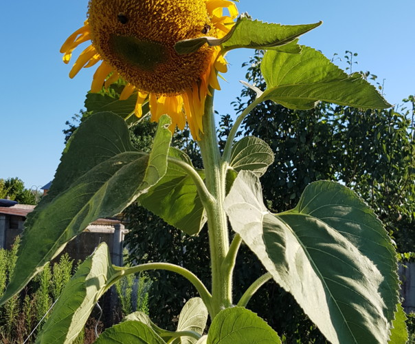 Jardin du tournesol