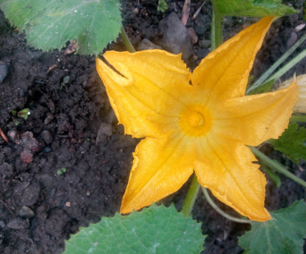 Le potager en pente