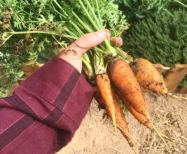 La petite ferme des Sauvages