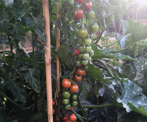 La petite ferme des Sauvages