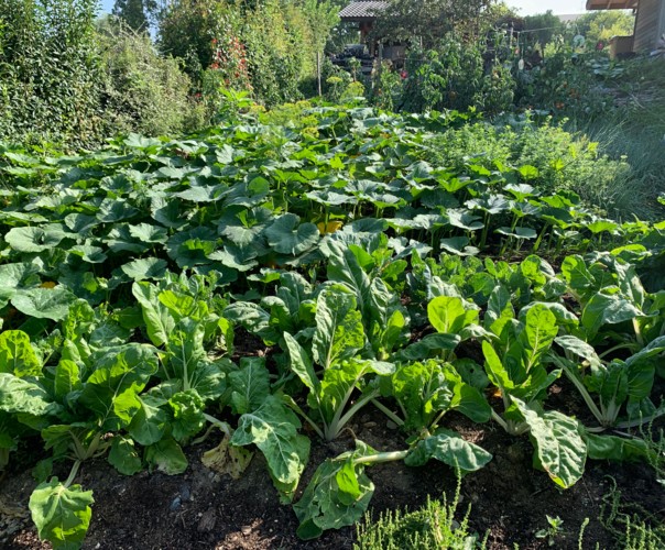 Le potager de Claude et Suzon