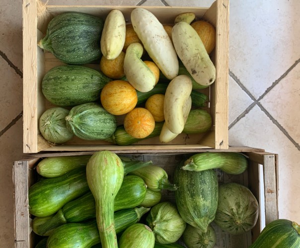 Le potager de Claude et Suzon