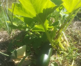 Potager de Lillie