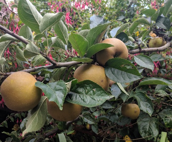 Les Jardins du CowBoy