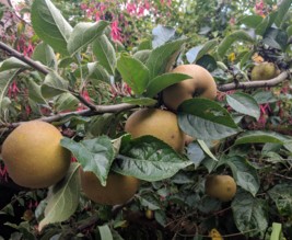 Les Jardins du CowBoy