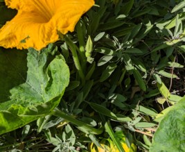 Les Jardins du CowBoy