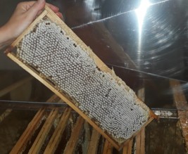 COUEDON APICULTURE