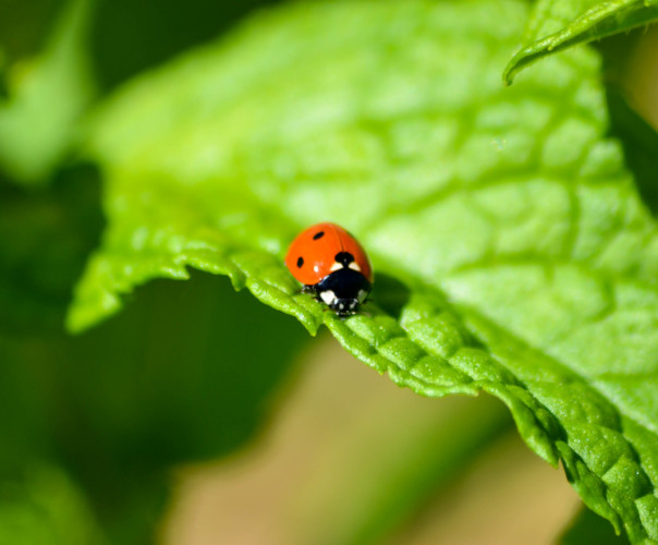 Mon Potager Vivant