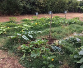 Le jardin de Voltaire.