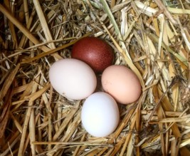 La petite ferme des Sauvages